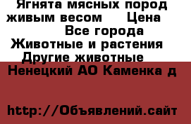 Ягнята мясных пород живым весом.  › Цена ­ 125 - Все города Животные и растения » Другие животные   . Ненецкий АО,Каменка д.